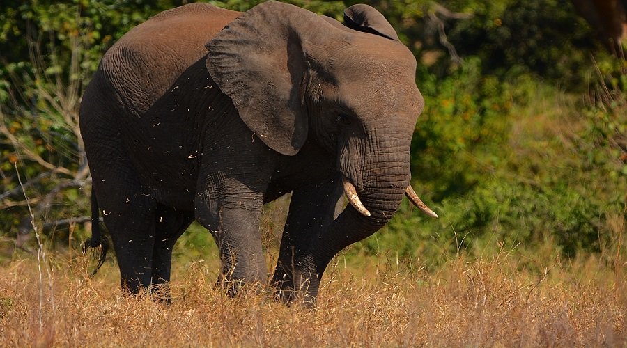 Quick Guide to Safari Animals: What You’ll See
